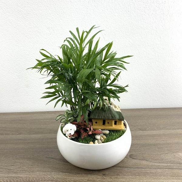 18 loại cây cảnh mini để bàn dễ trồng, hợp phong thủy trong nhà, văn phòng  - Since 2006 | Volgaplastic